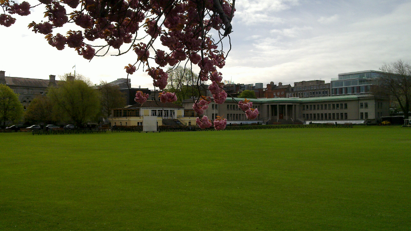 N900 Outdoors photo - Cherry blossoms in Trinity