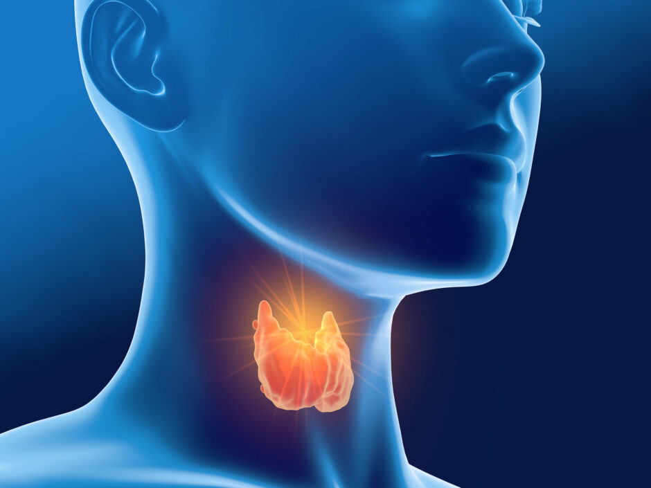 Thyroid gland